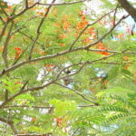 Về Quê